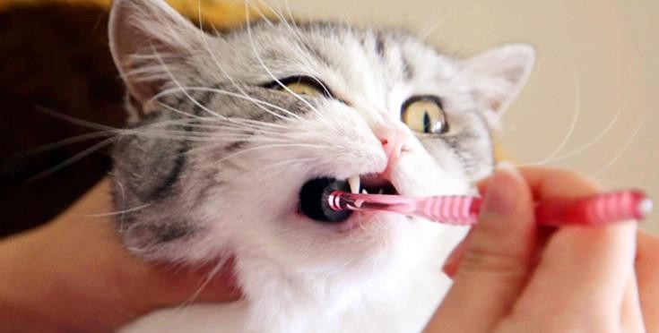 brush cats teeth