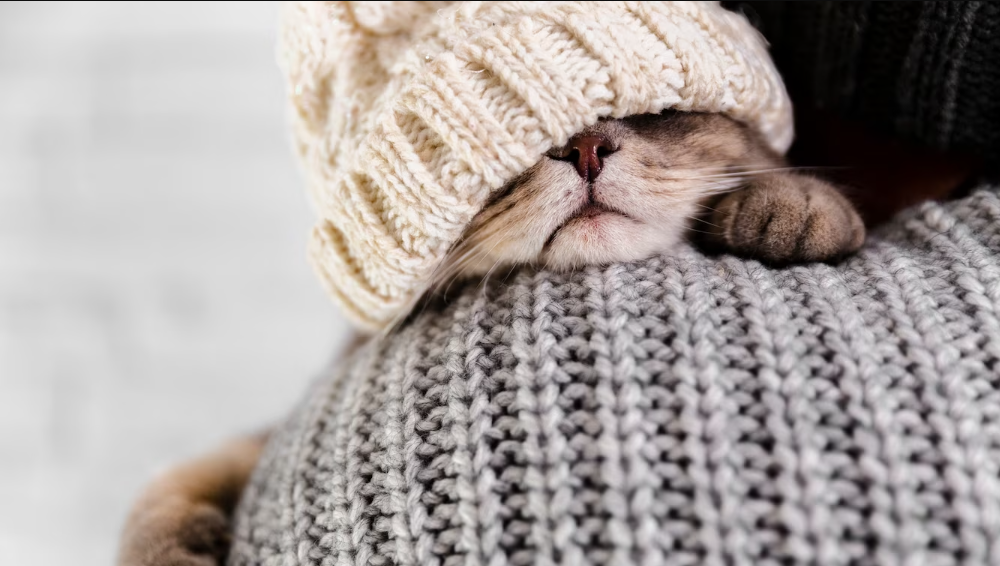Cat wearing winter clothing